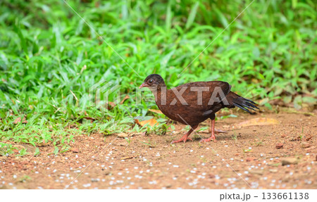 Female Sri Lanka spurfowl (Galloperdix bicalcarata) foraging on the forest floor at Sinharaja Forest Reserve Female Sri Lanka spurfowl (Galloperdix bicalcarata) foraging on the forest floor at Sinharaja Forest Reserve 133661138