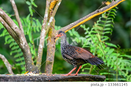 Sri Lanka spurfowl (Galloperdix bicalcarata) male bird standing on the bird feeder at Sinharaja Forest Reserve 133661145