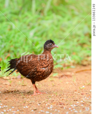Female Sri Lanka spurfowl (Galloperdix bicalcarata) foraging on the forest floor at Sinharaja Forest Reserve Female Sri Lanka spurfowl (Galloperdix bicalcarata) foraging on the forest floor at Sinharaja Forest Reserve 133661149