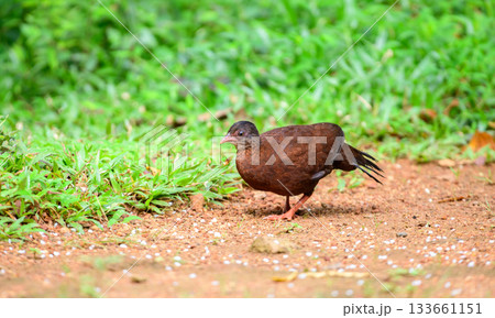 Female Sri Lanka spurfowl (Galloperdix bicalcarata) foraging on the forest floor at Sinharaja Forest Reserve Female Sri Lanka spurfowl (Galloperdix bicalcarata) foraging on the forest floor at Sinharaja Forest Reserve 133661151
