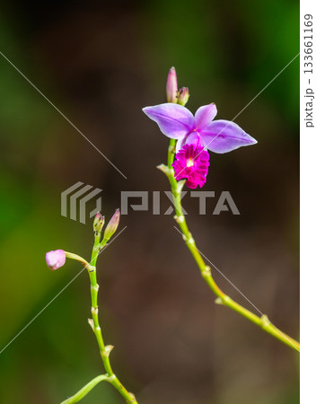 Bamboo orchids (Arundina graminifolia) bloom in the rainforest of Sinharaja Forest Reserve. The orchid stands out against the green natural background 133661169