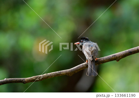 Square-tailed bulbul (Hypsipetes ganeesa) bird perched in a branch against a natural green backdrop in Sinharaja Forest Reserve 133661190