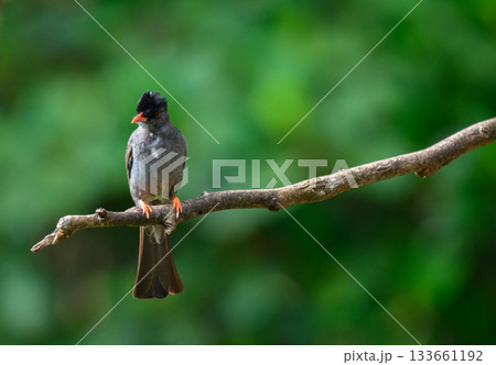 Square-tailed bulbul (Hypsipetes ganeesa) bird perched in a branch against a natural green backdrop in Sinharaja Forest Reserve Square-tailed bulbul (Hypsipetes ganeesa) bird perched in a branch against a natural green backdrop in Sinharaja Forest Reserve 133661192