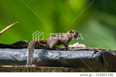 Dusky-striped squirrel (Funambulus layardi) eating food from a bird feeder. Green blurred natural background at Sinharaja Forest Reserve. 133661196