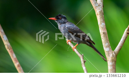 Square-tailed bulbul (Hypsipetes ganeesa) bird perched in a branch against a natural green backdrop in Sinharaja Forest Reserve Square-tailed bulbul (Hypsipetes ganeesa) bird perched in a branch against a natural green backdrop in Sinharaja Forest Reserve 133661210