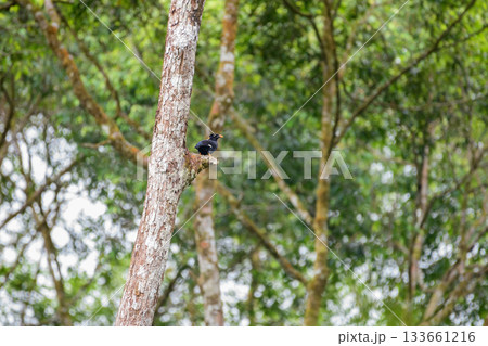 Sri Lanka hill myna or Ceylon myna (Gracula ptilogenys) perch on a tree in the Sinharaja Forest Reserve Sri Lanka hill myna or Ceylon myna (Gracula ptilogenys) perch on a tree in the Sinharaja Forest Reserve 133661216