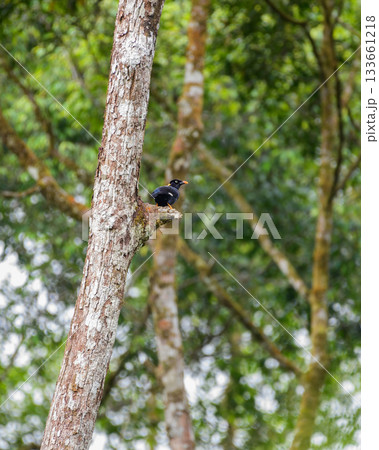 Sri Lanka hill myna or Ceylon myna (Gracula ptilogenys) perch on a tree in the Sinharaja Forest Reserve 133661218