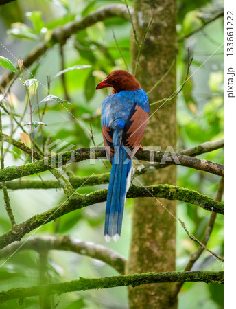 Sri Lanka blue magpie or Ceylon magpie (Urocissa ornata) bird perch on a tree branch at the Sinharaja forest reserve. Sri Lanka blue magpie or Ceylon magpie (Urocissa ornata) bird perch on a tree branch at the Sinharaja forest reserve. 133661222