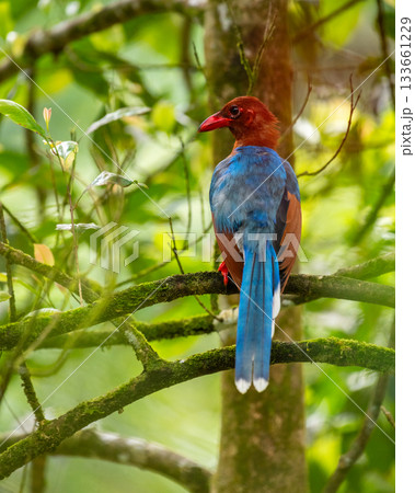 Sri Lanka blue magpie or Ceylon magpie (Urocissa ornata) bird perch on a tree branch at the Sinharaja forest reserve. 133661229