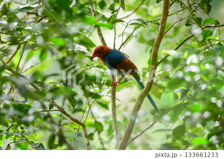 Sri Lanka blue magpie or Ceylon magpie (Urocissa ornata) bird perch on a tree branch at the Sinharaja forest reserve. Sri Lanka blue magpie or Ceylon magpie (Urocissa ornata) bird perch on a tree branch at the Sinharaja forest reserve. 133661233