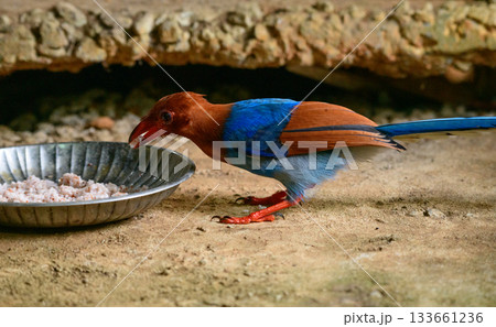 Sri Lanka blue magpie or Ceylon magpie (Urocissa ornata) bird eating rice in a bird feeder on the ground. 133661236