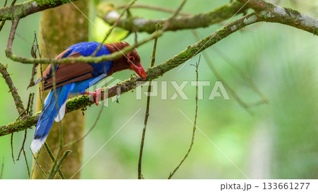 Sri Lanka blue magpie or Ceylon magpie (Urocissa ornata) bird eating a caterpillar on a tree branch at the Sinharaja forest reserve. Sri Lanka blue magpie or Ceylon magpie (Urocissa ornata) bird eating a caterpillar on a tree branch at the Sinharaja forest reserve. 133661277
