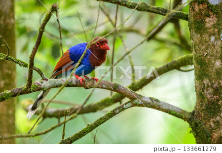 Sri Lanka blue magpie or Ceylon magpie (Urocissa ornata) bird perch on a tree branch at the Sinharaja forest reserve. Sri Lanka blue magpie or Ceylon magpie (Urocissa ornata) bird perch on a tree branch at the Sinharaja forest reserve. 133661279