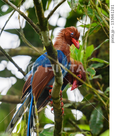 A pair of Sri Lanka blue magpie birds perch on a tree branch at the Sinharaja forest reserve. 133661281