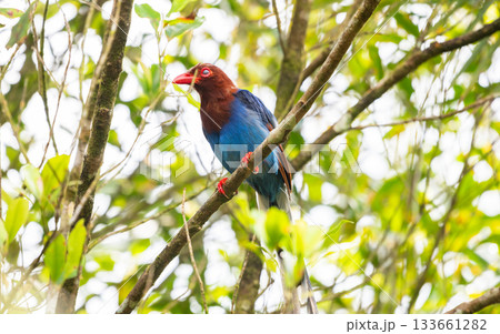 Sri Lanka blue magpie or Ceylon magpie (Urocissa ornata) bird perch on a tree branch at the Sinharaja forest reserve. Sri Lanka blue magpie or Ceylon magpie (Urocissa ornata) bird perch on a tree branch at the Sinharaja forest reserve. 133661282