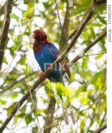 Sri Lanka blue magpie or Ceylon magpie (Urocissa ornata) bird preening feathers at Sinharaja forest reserve 133661283