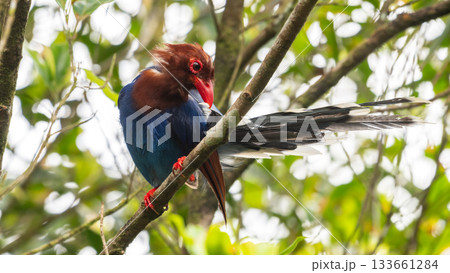 Sri Lanka blue magpie or Ceylon magpie (Urocissa ornata) bird perch on a tree branch at the Sinharaja forest reserve. Sri Lanka blue magpie or Ceylon magpie (Urocissa ornata) bird perch on a tree branch at the Sinharaja forest reserve. 133661284