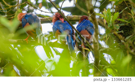 Sri Lanka blue magpies group perch on a tree branch at the Sinharaja forest reserve. Shot from behind. 133661285