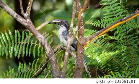 Sri Lanka grey hornbill (Ocyceros gingalensis) perched on a tree branch in the Sinharaja Forest Reserve. 133661291
