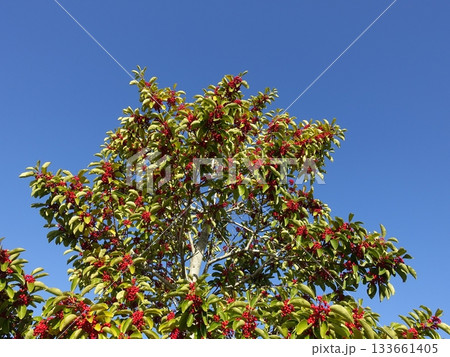 クロガネモチ(縁起物にも) クロガネモチ(縁起物にも) 133661405