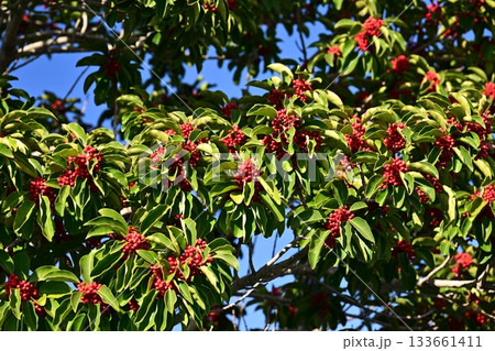 クロガネモチ(縁起物にも) クロガネモチ(縁起物にも) 133661411