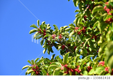 クロガネモチ（縁起物にも） 133661418