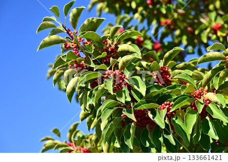 クロガネモチ(縁起物にも) クロガネモチ(縁起物にも) 133661421