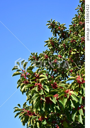 クロガネモチ（縁起物にも） 133661422