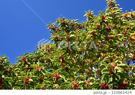 クロガネモチ(縁起物にも) クロガネモチ(縁起物にも) 133661424