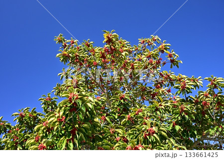 クロガネモチ（縁起物にも） 133661425