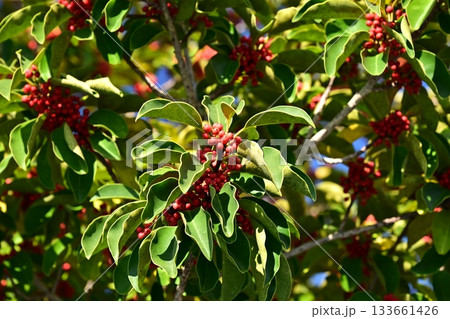 クロガネモチ(縁起物にも) クロガネモチ(縁起物にも) 133661426