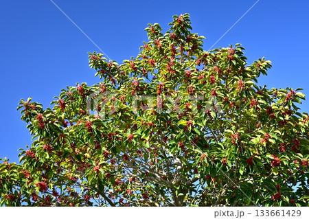 クロガネモチ（縁起物にも） 133661429