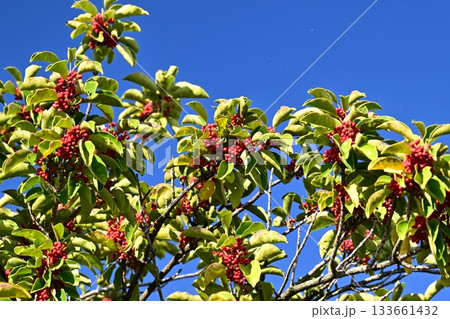クロガネモチ（縁起物にも） 133661432