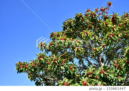 クロガネモチ（縁起物にも） 133661447