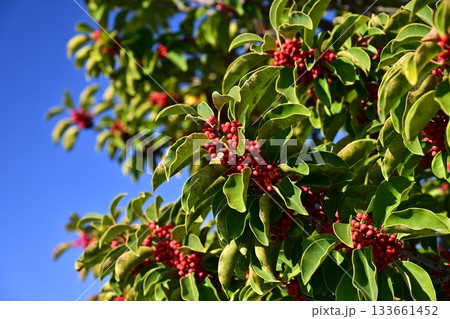 クロガネモチ(縁起物にも) クロガネモチ(縁起物にも) 133661452