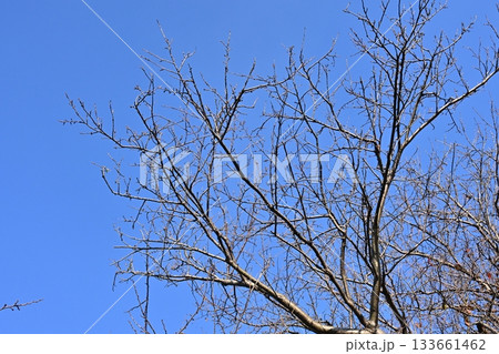 冬イメージ(winter image) 133661462