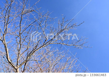 冬イメージ(winter image) 133661463