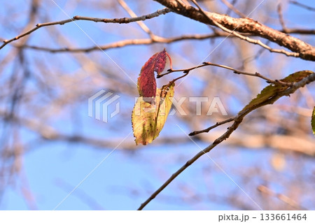 冬イメージ(winter image) 133661464