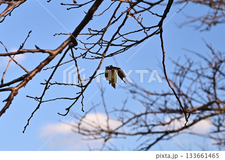 冬イメージ(winter image) 133661465