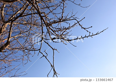 冬イメージ(winter image) 133661467