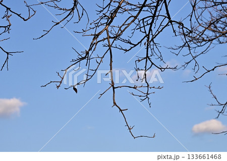 冬イメージ(winter image) 133661468