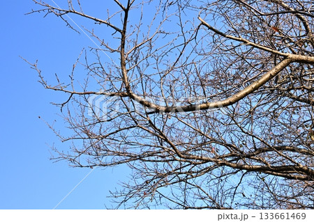 冬イメージ(winter image) 133661469