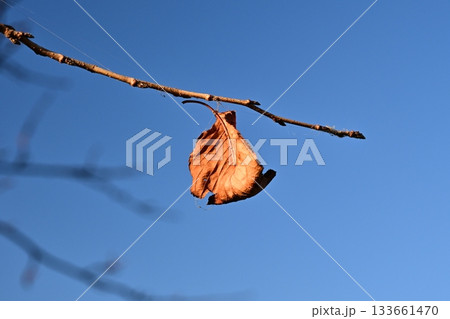 冬イメージ(winter image) 133661470