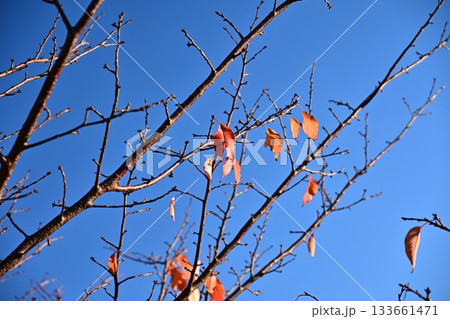 冬イメージ(winter image) 133661471