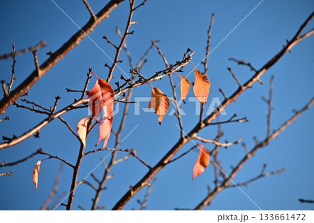 冬イメージ(winter image) 133661472