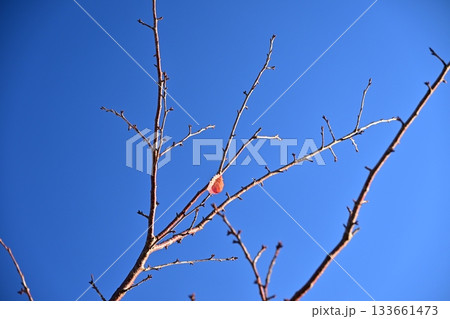 冬イメージ(winter image) 133661473