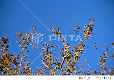 冬イメージ(winter image) 133661474