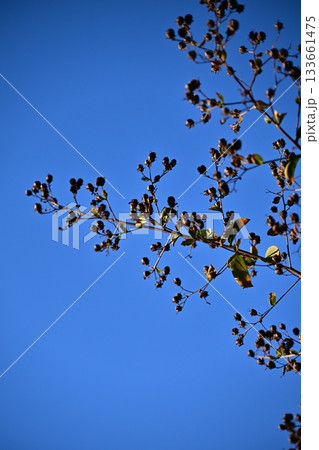 冬イメージ(winter image) 133661475