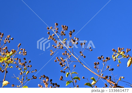 冬イメージ(winter image) 133661477