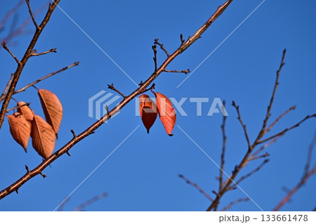 冬イメージ(winter image) 133661478
